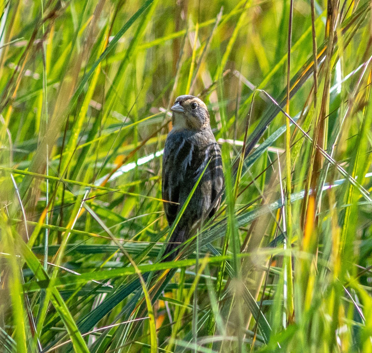 Saltmarsh Sparrow - ML645965489