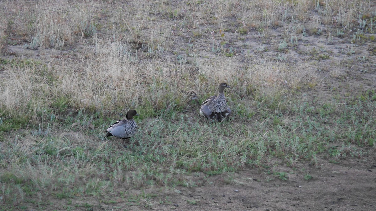 Maned Duck - ML645965492