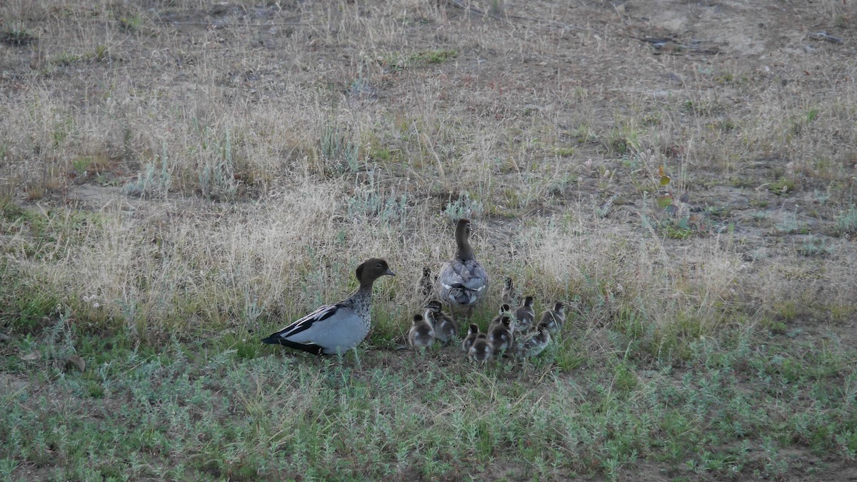 Maned Duck - ML645965493