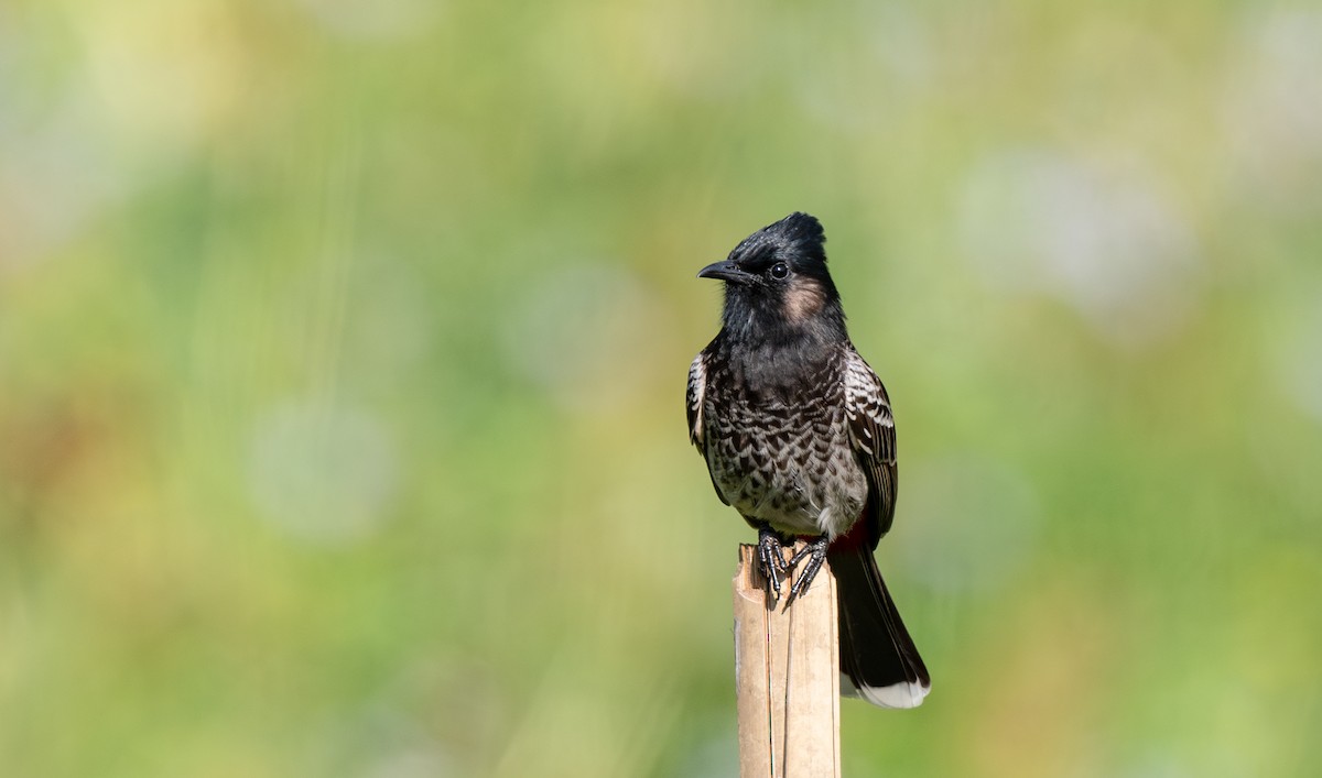 Red-vented Bulbul - ML645965494