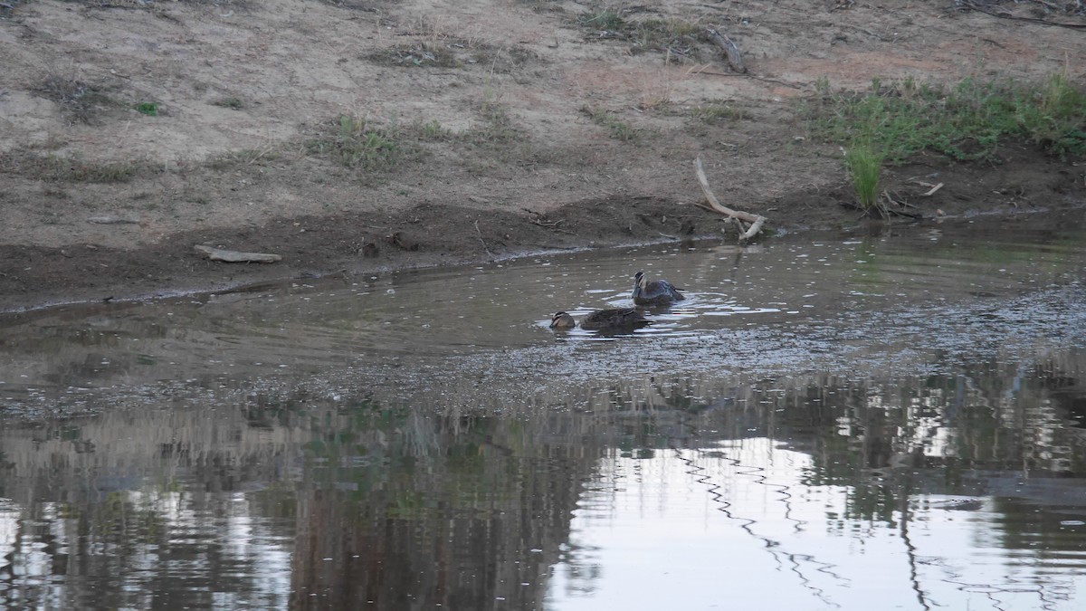 Pacific Black Duck - ML645965495