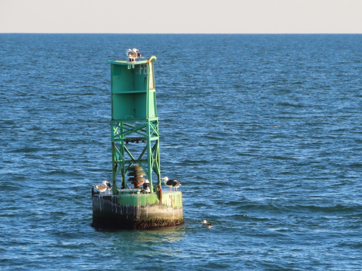 Great Black-backed Gull - ML645965497