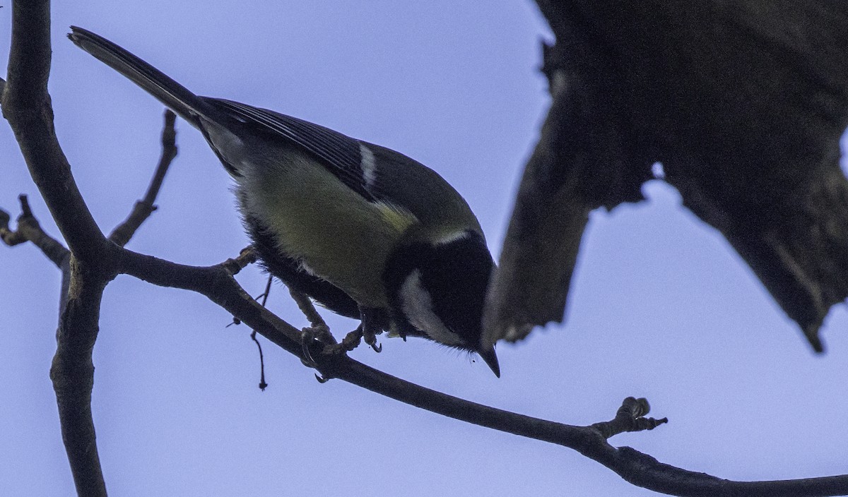 Great Tit - ML645965499