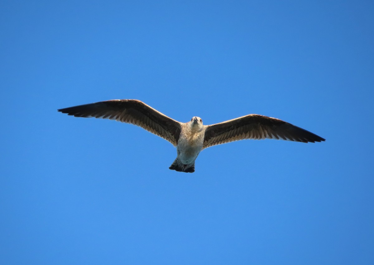Great Black-backed Gull - ML645965500