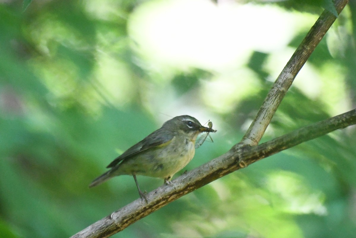 Black-throated Blue Warbler - ML645965501