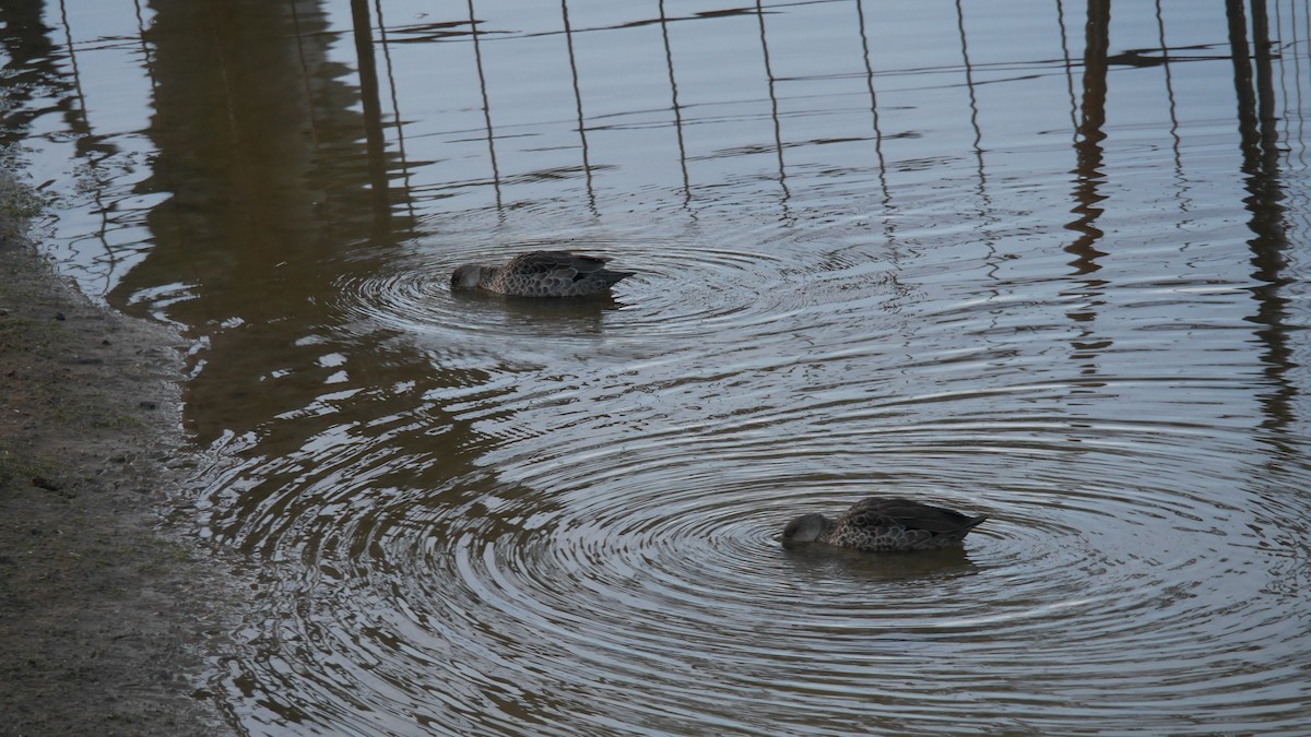 Gray Teal - ML645965502