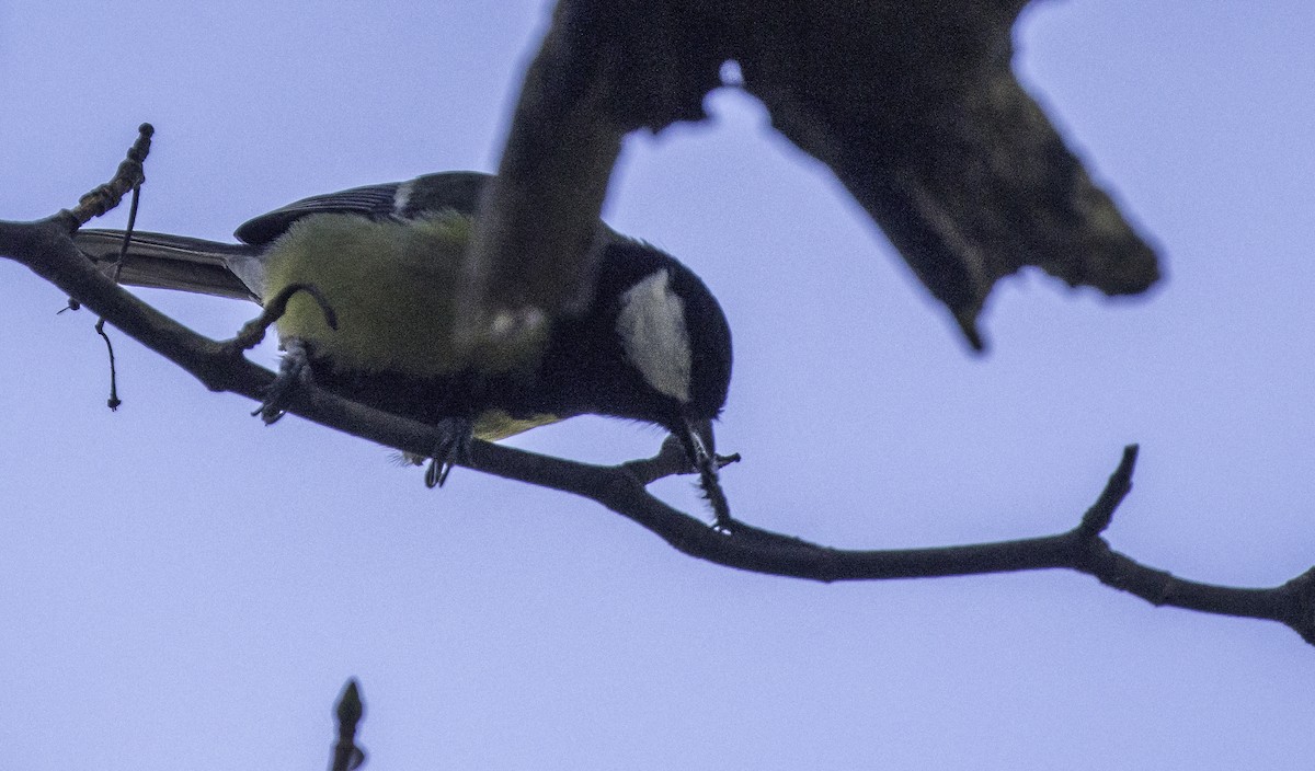 Great Tit - ML645965503