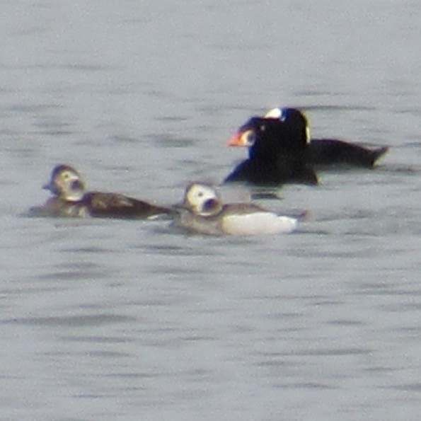 Surf Scoter - ML645965504