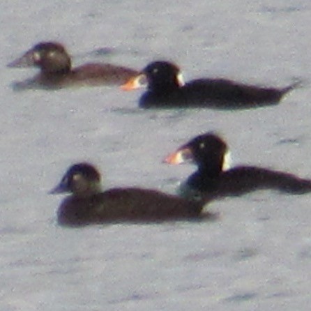 Surf Scoter - ML645965505