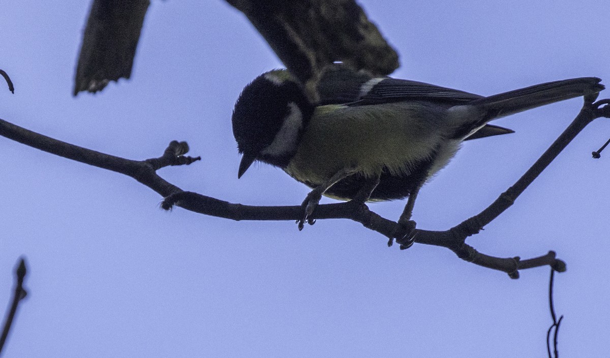 Great Tit - ML645965508