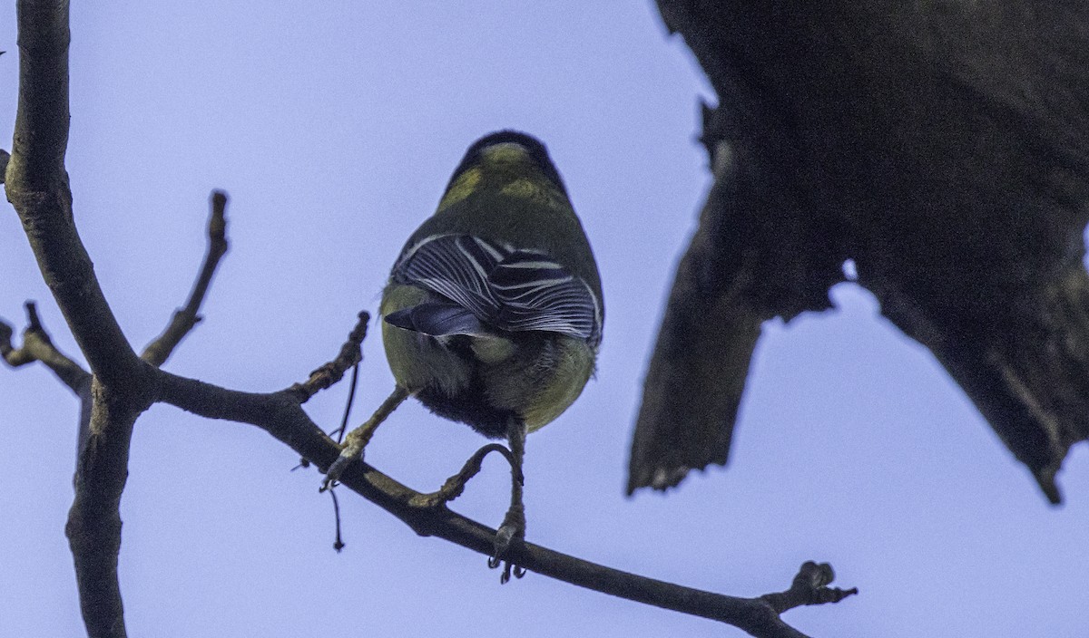 Great Tit - ML645965509