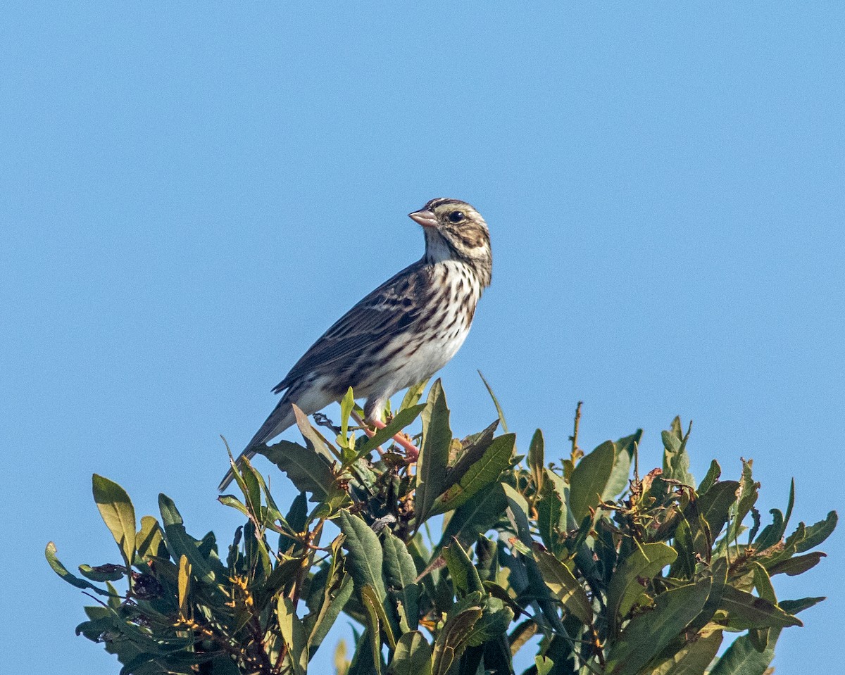Savannah Sparrow - ML645965510