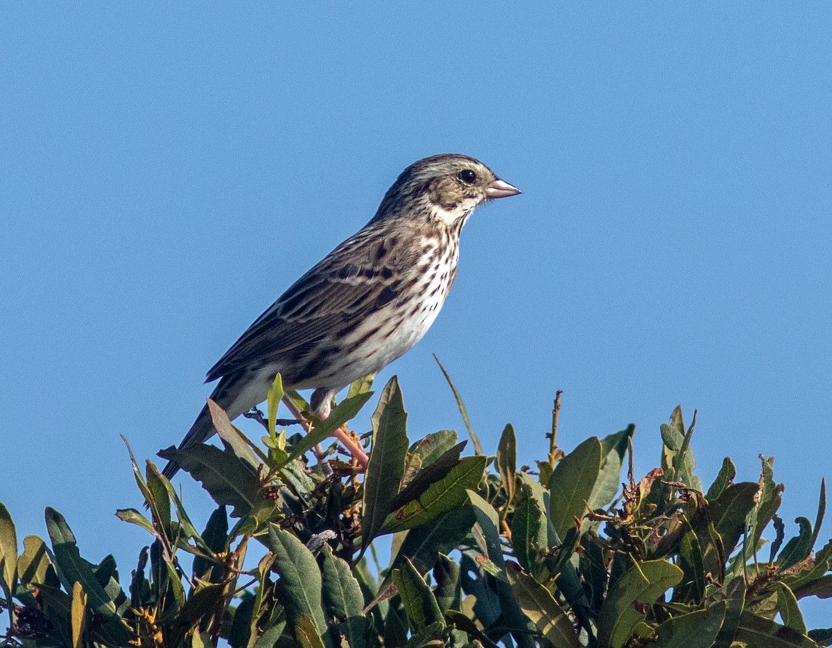 Savannah Sparrow - ML645965511