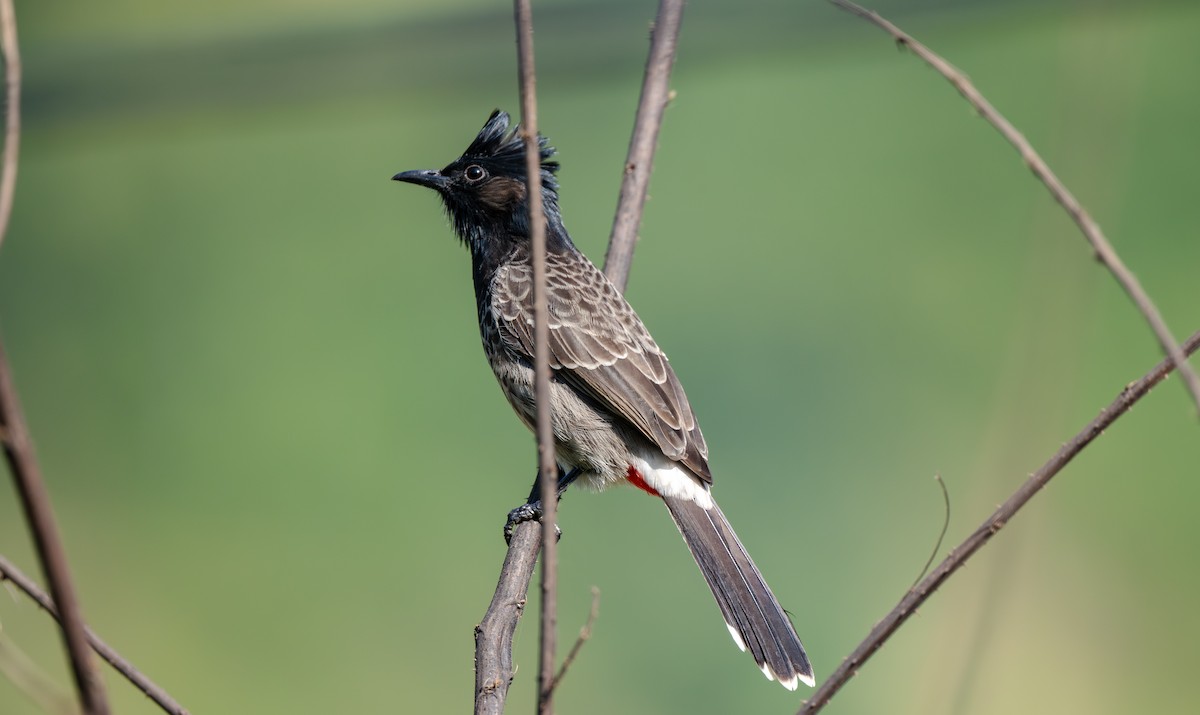 Red-vented Bulbul - ML645965512