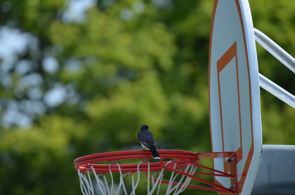 Eastern Kingbird - ML645965513
