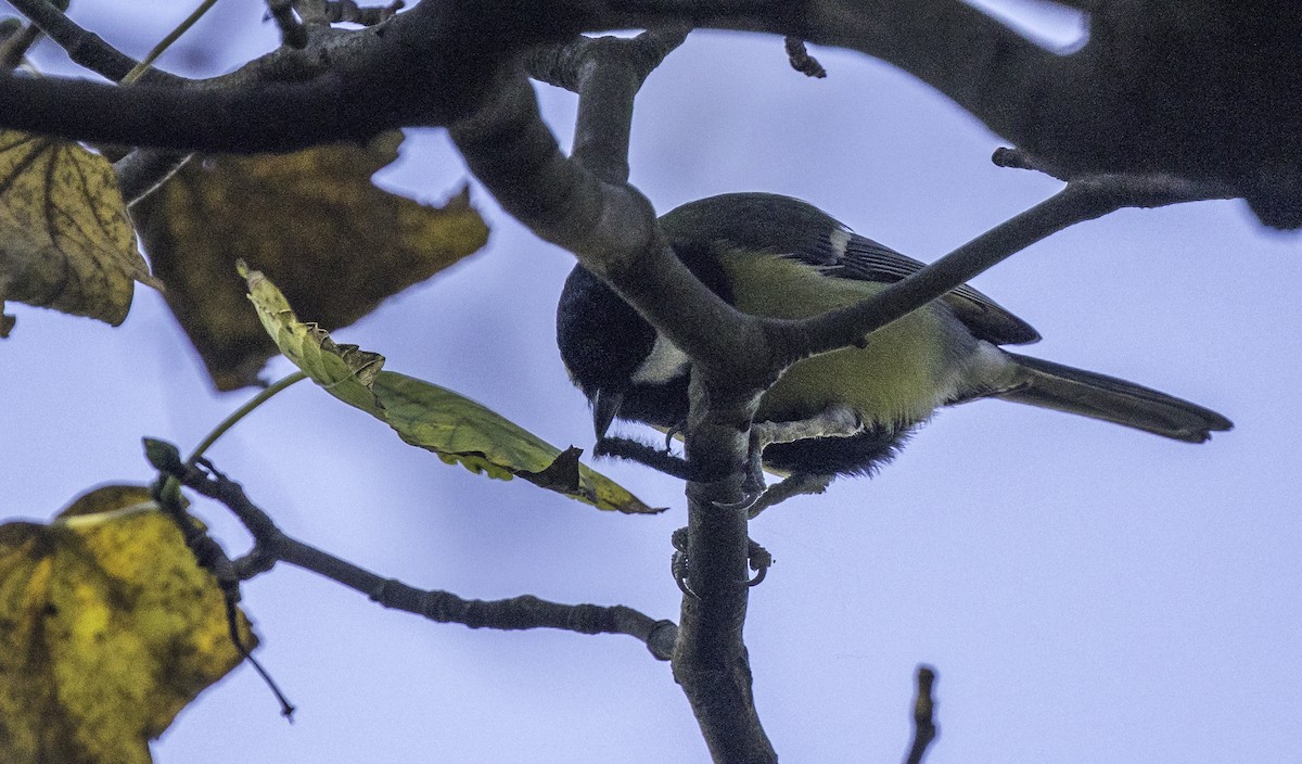 Great Tit - ML645965514