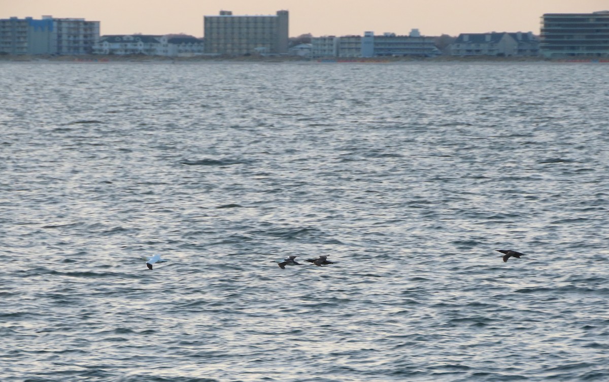 Great Cormorant - ML645965515