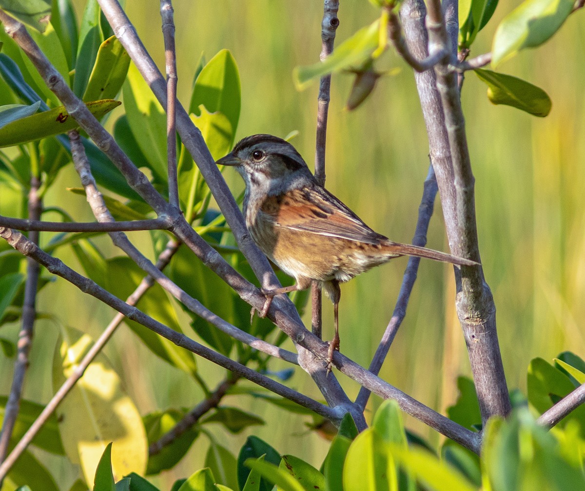 Swamp Sparrow - ML645965527