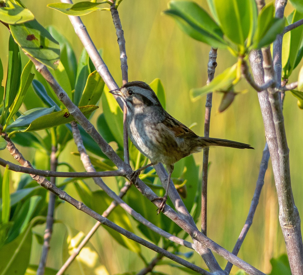 Swamp Sparrow - ML645965530