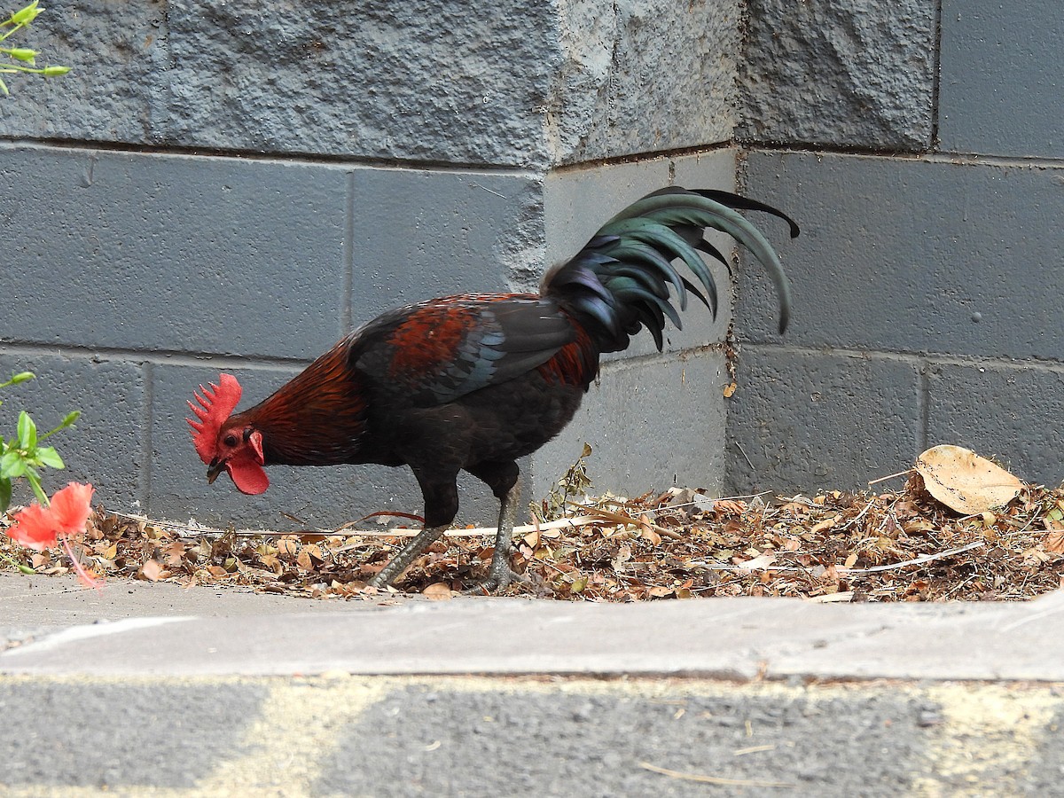 Red Junglefowl (Domestic type) - ML645965534