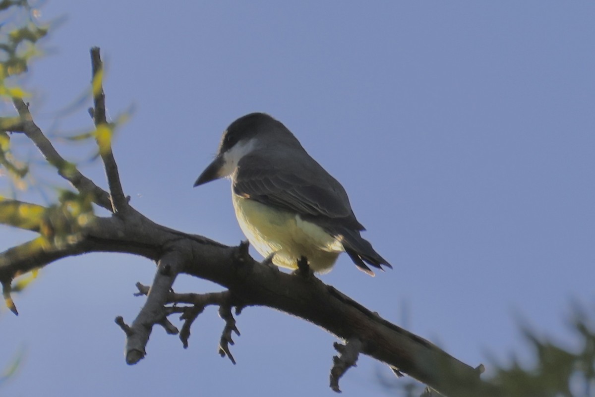 Thick-billed Kingbird - ML645965540