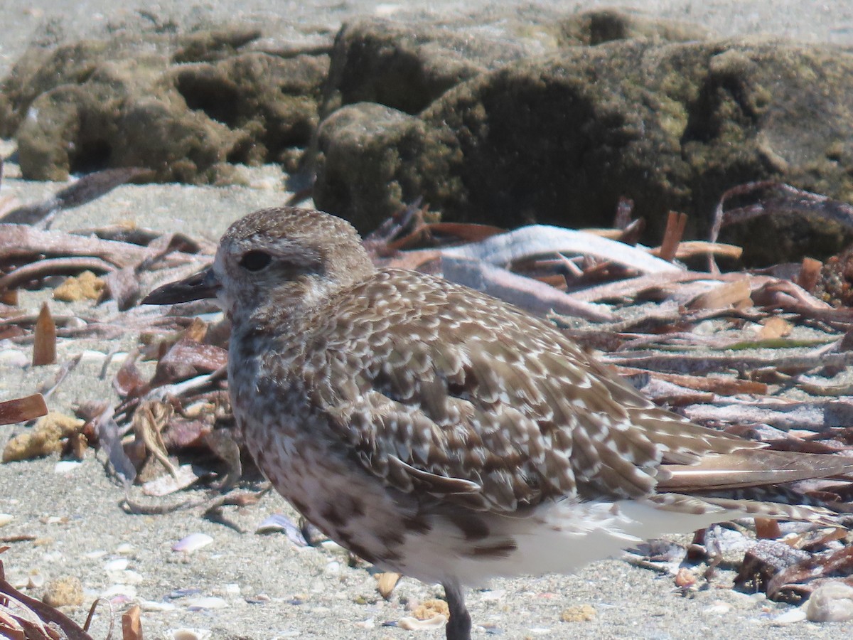 Black-bellied Plover - ML645965541