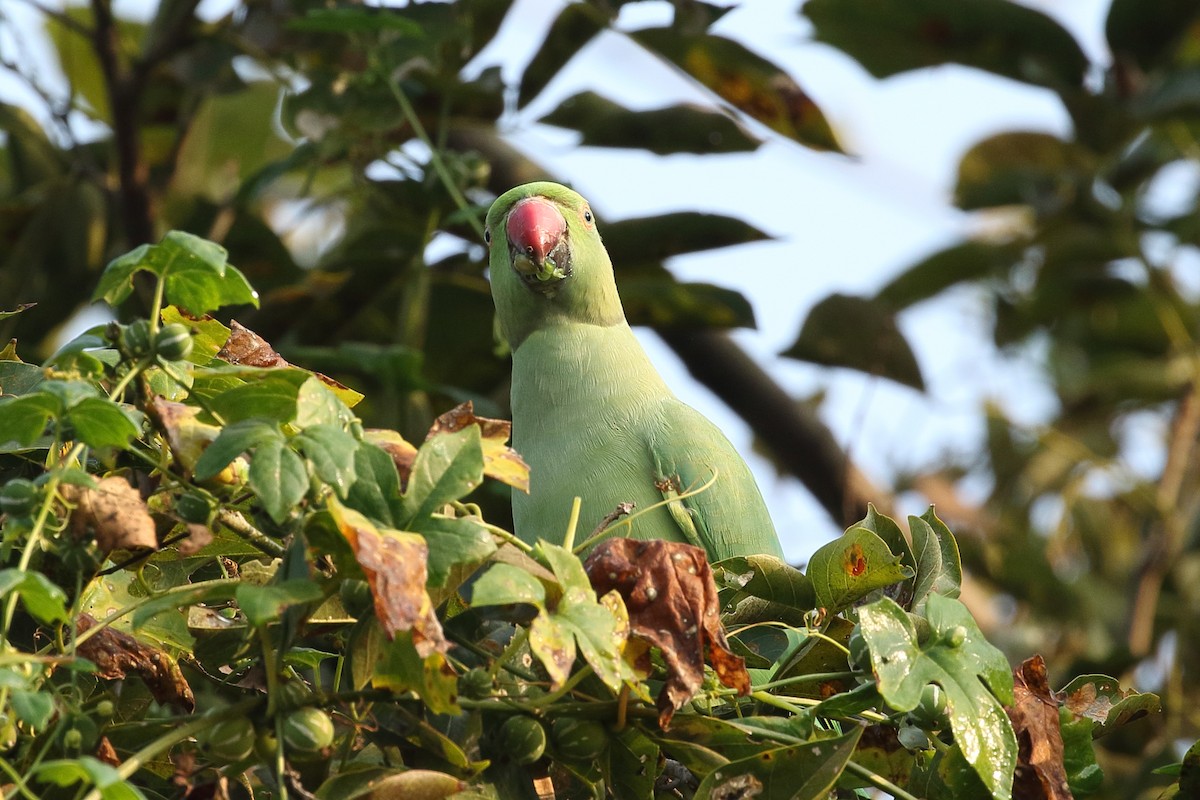 דררה - ML645965544