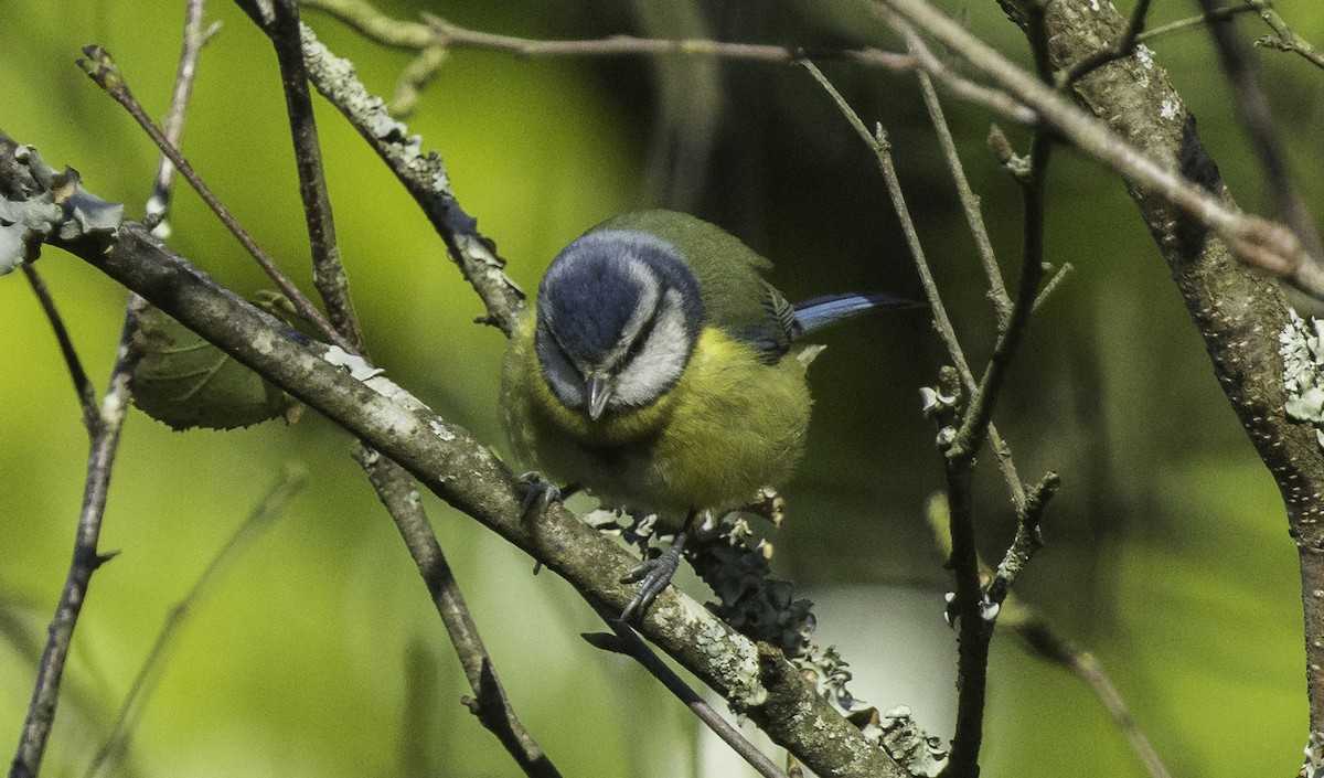 Eurasian Blue Tit - ML645965548