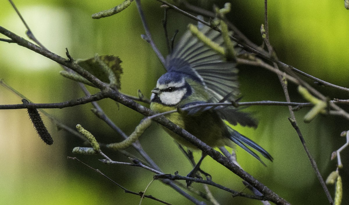 Eurasian Blue Tit - ML645965549