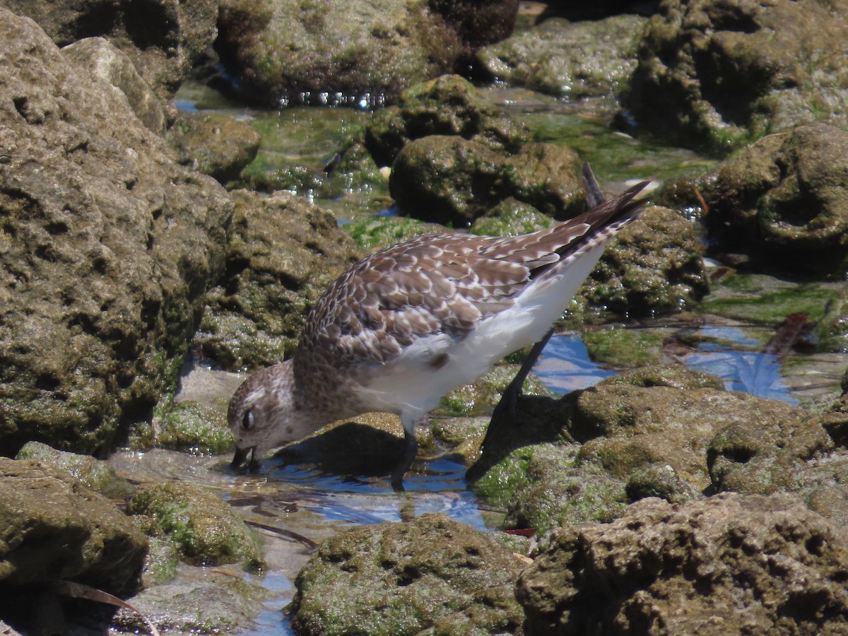 Black-bellied Plover - ML645965550