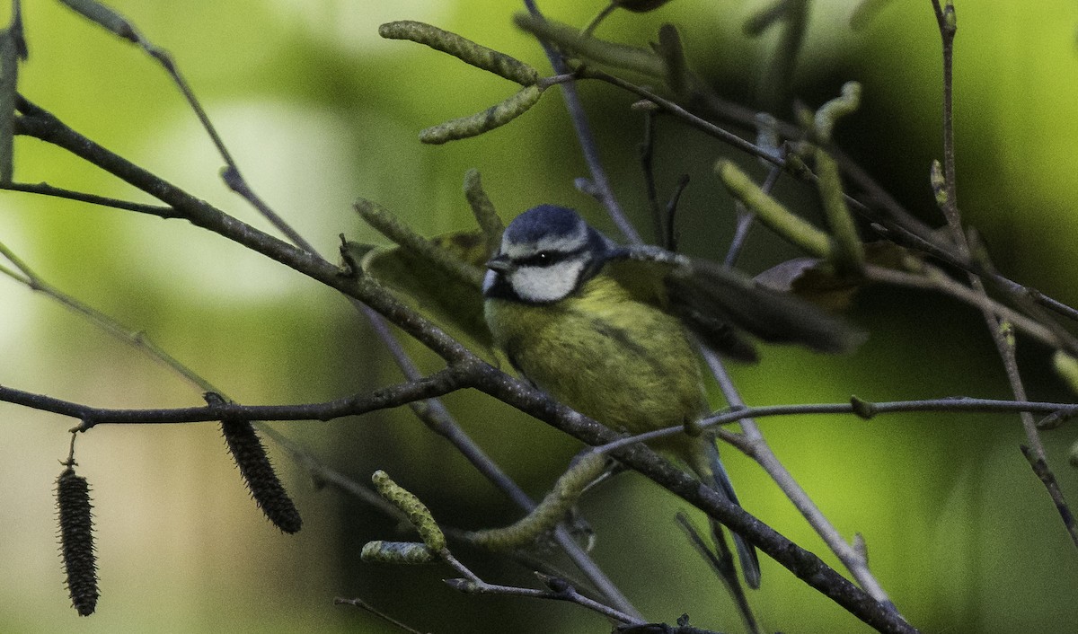 Eurasian Blue Tit - ML645965552