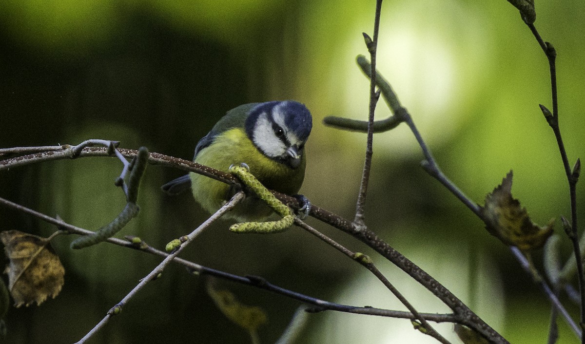 Eurasian Blue Tit - ML645965554