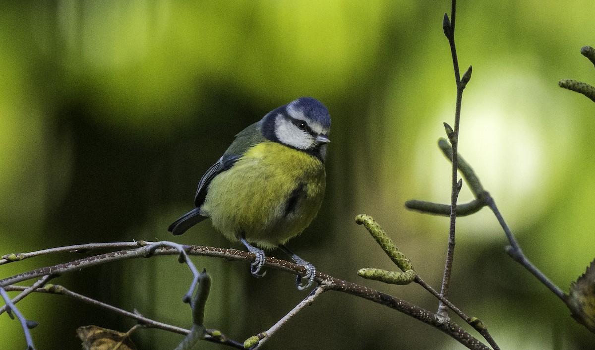 Eurasian Blue Tit - ML645965565