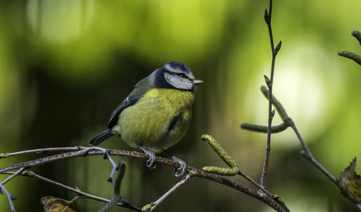 Eurasian Blue Tit - ML645965567