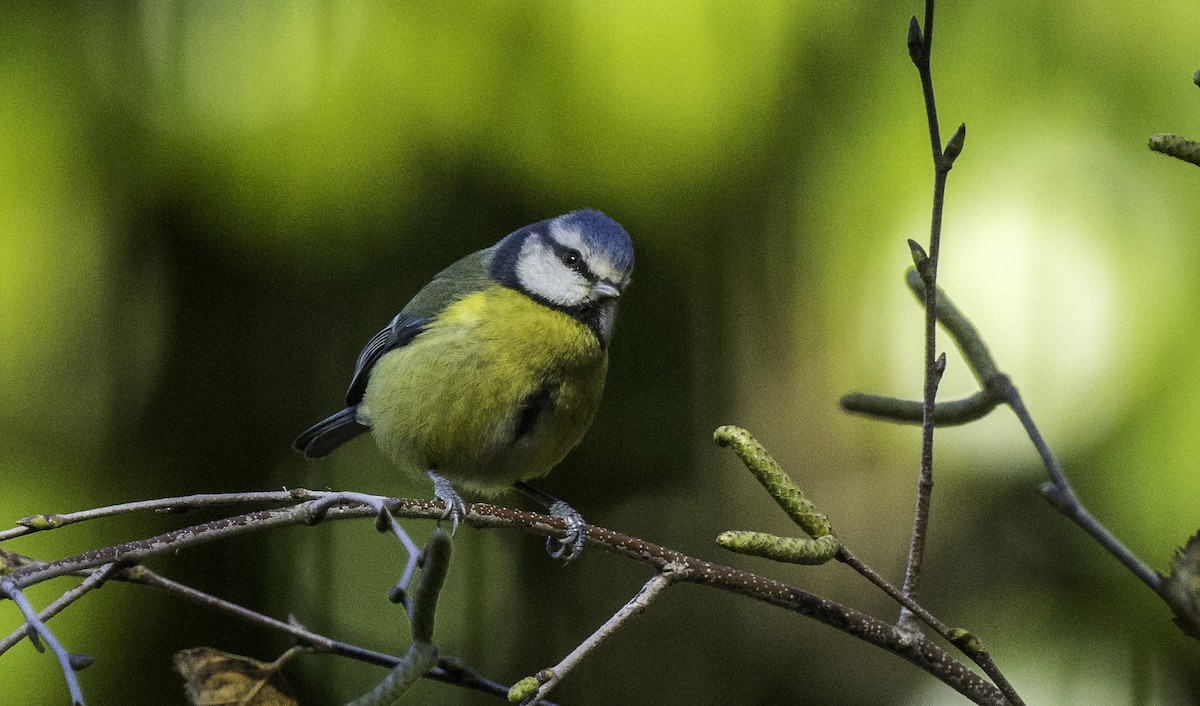 Eurasian Blue Tit - ML645965568