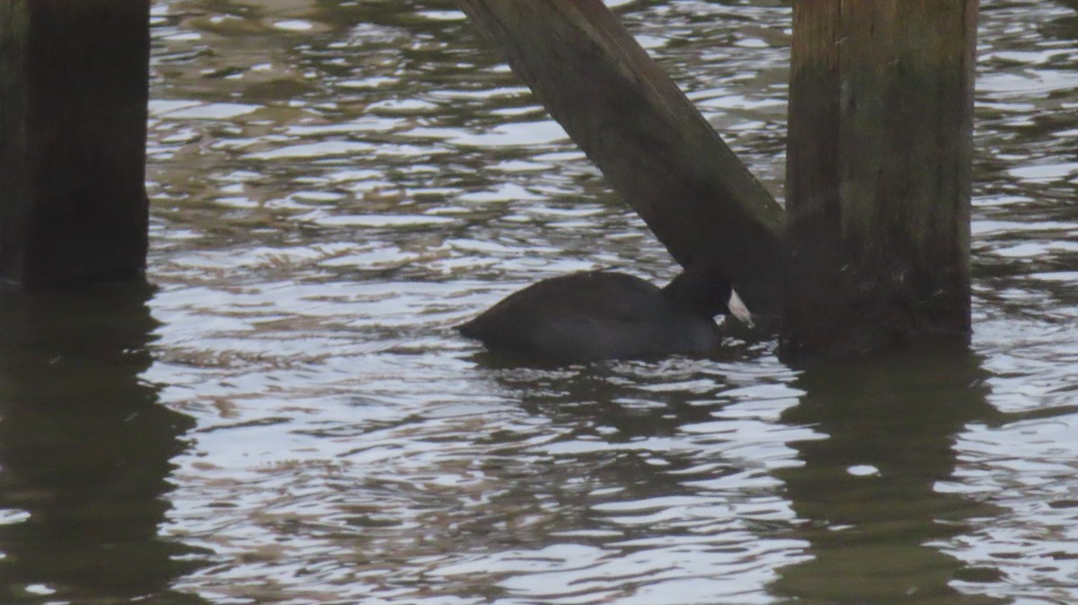 Лиска американська - ML645965572