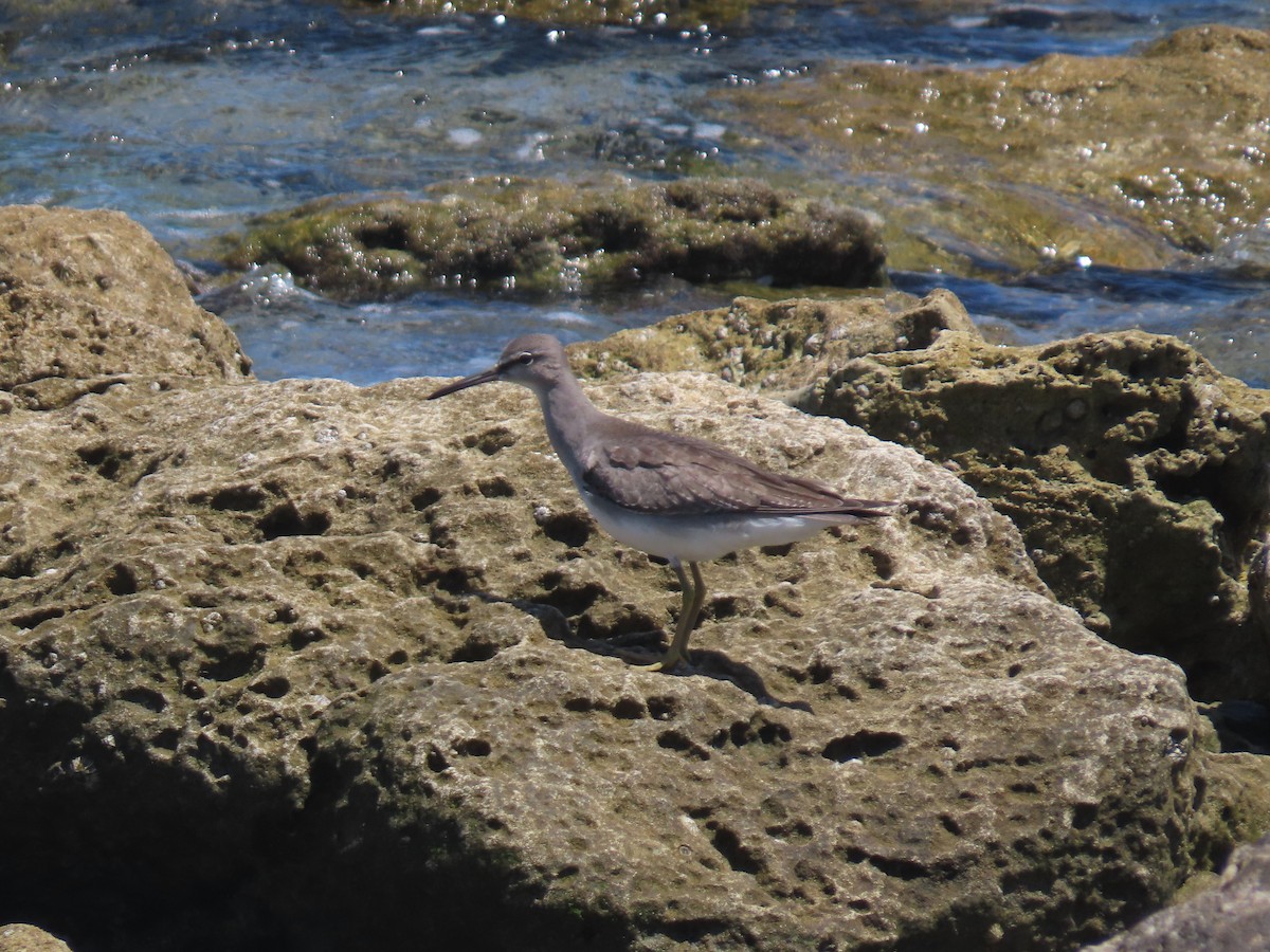 Gray-tailed Tattler - ML645965576