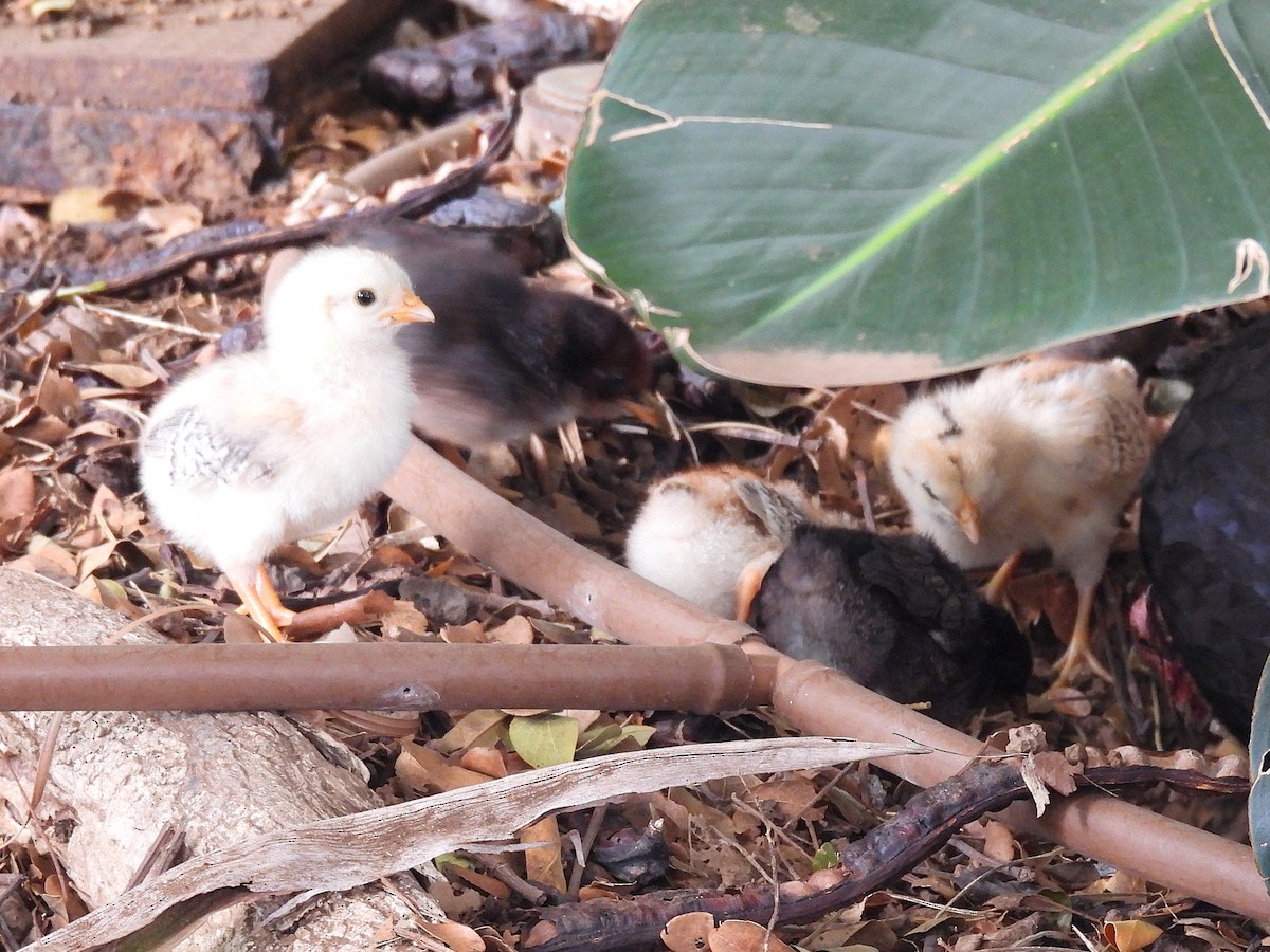 Red Junglefowl (Domestic type) - ML645965584