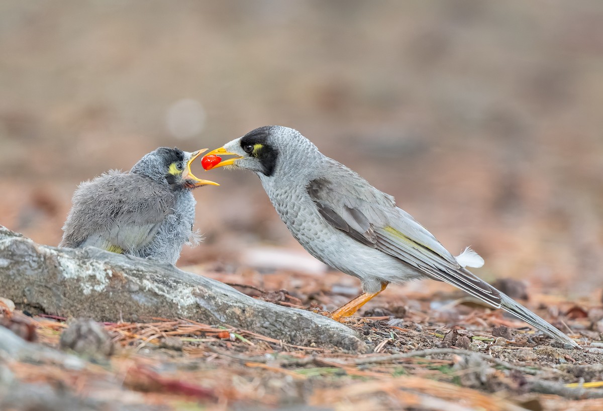 Noisy Miner - ML645965589