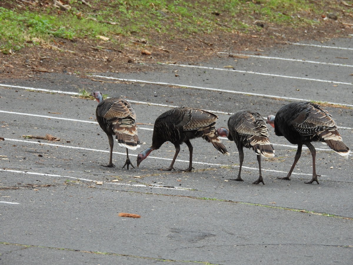 Wild Turkey - ML645965595