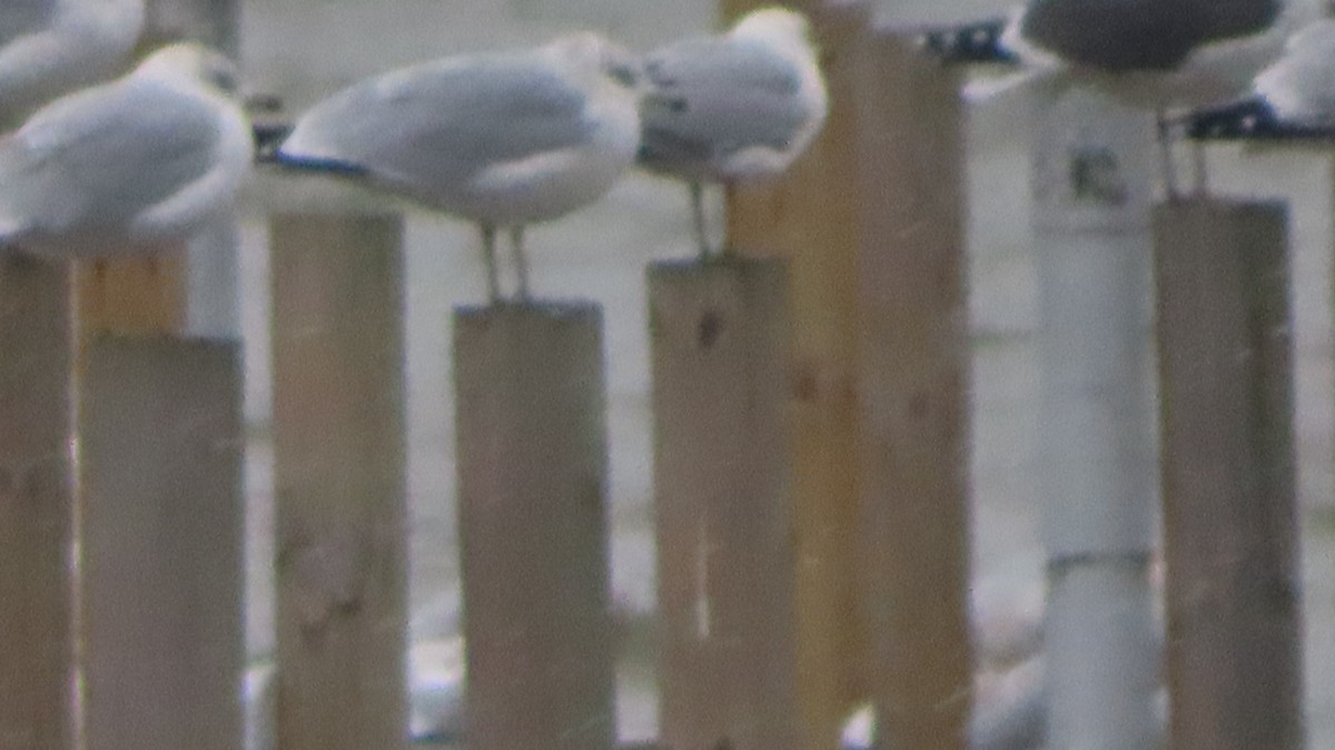 小黑背鷗 - ML645965596