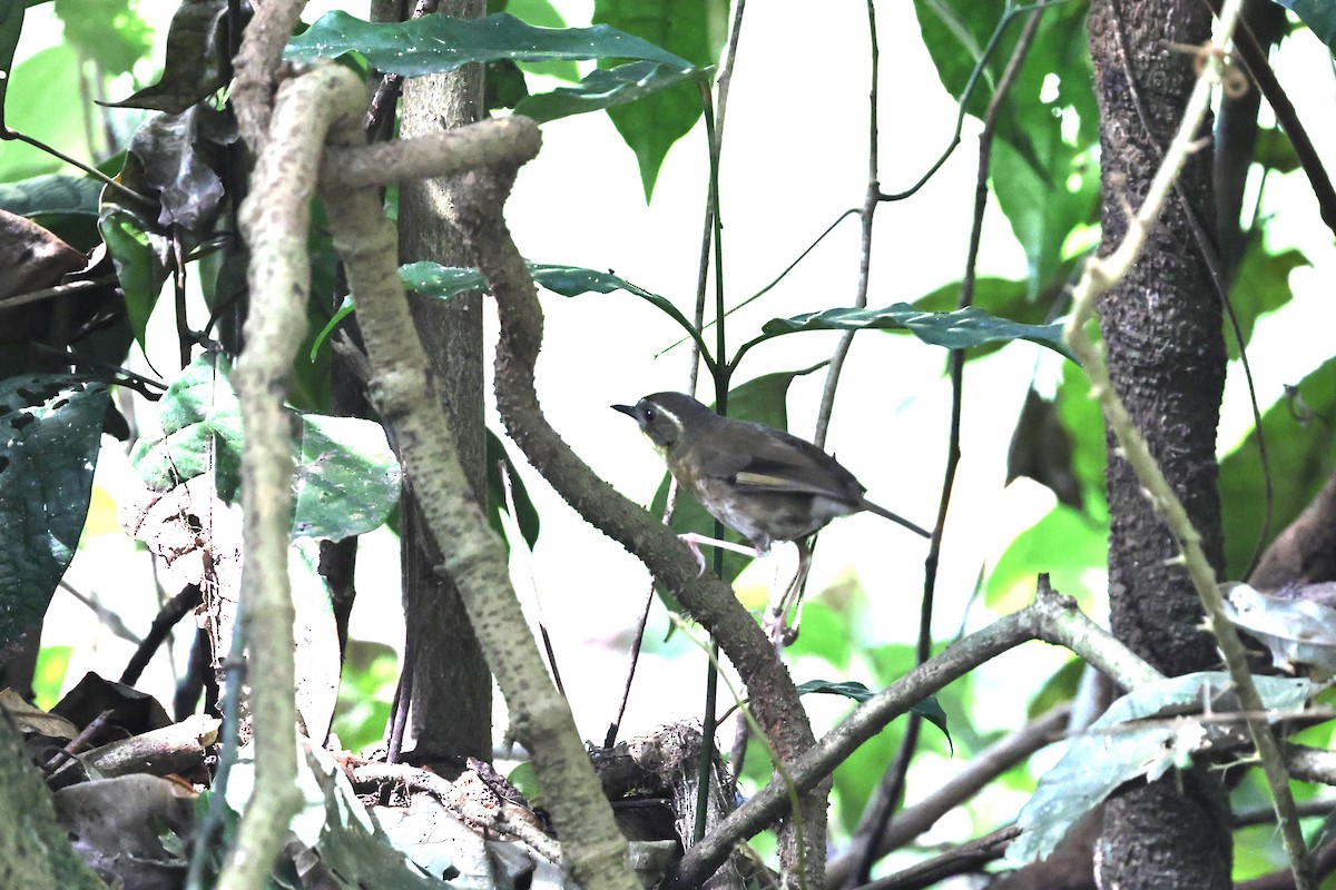 メグロヤブムシクイ - ML645965599