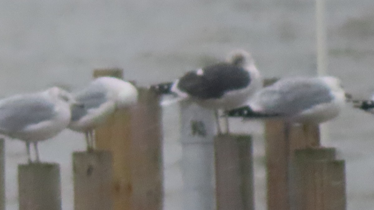 小黑背鷗 - ML645965601