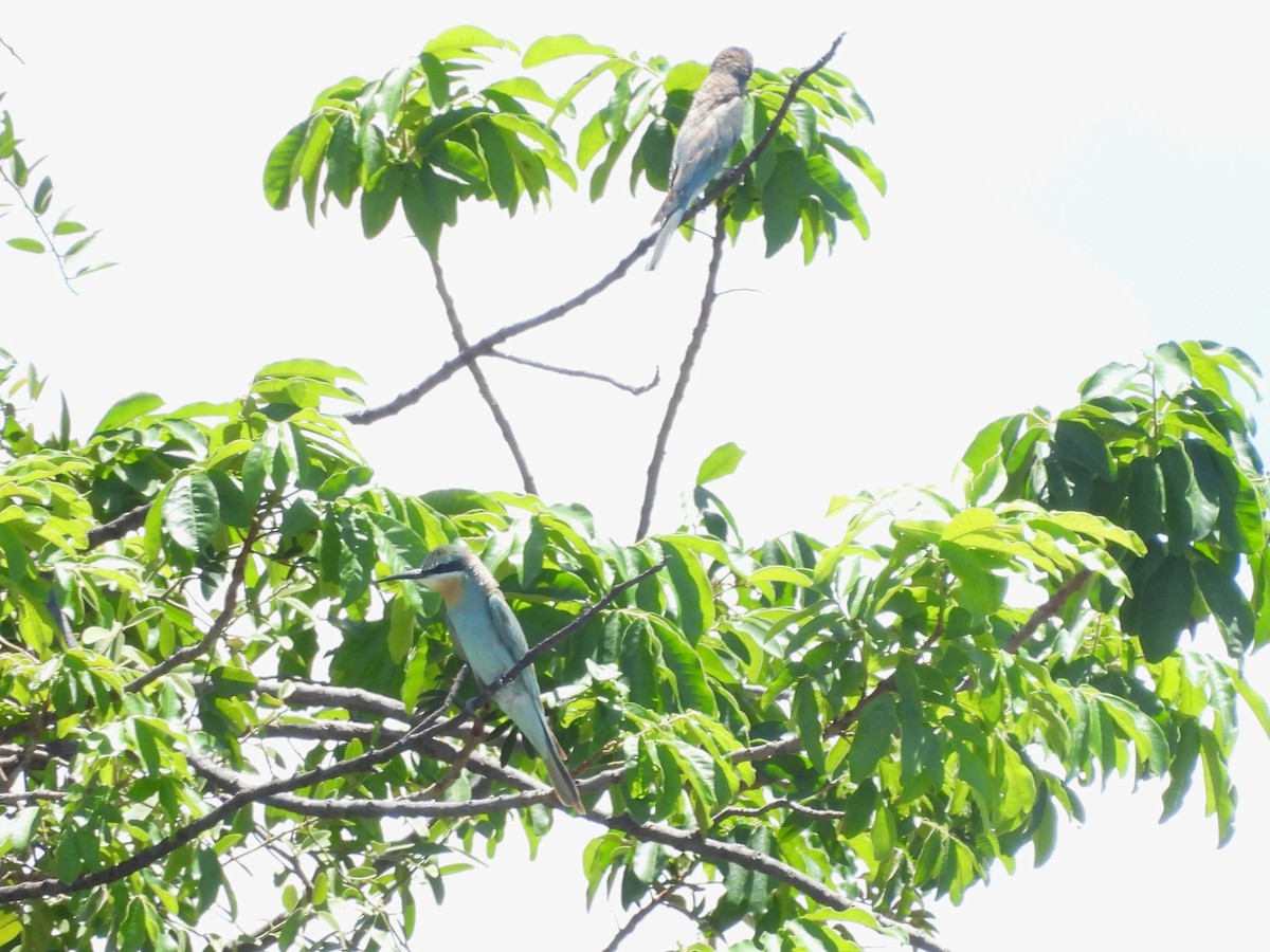 Blue-cheeked Bee-eater - ML645965603
