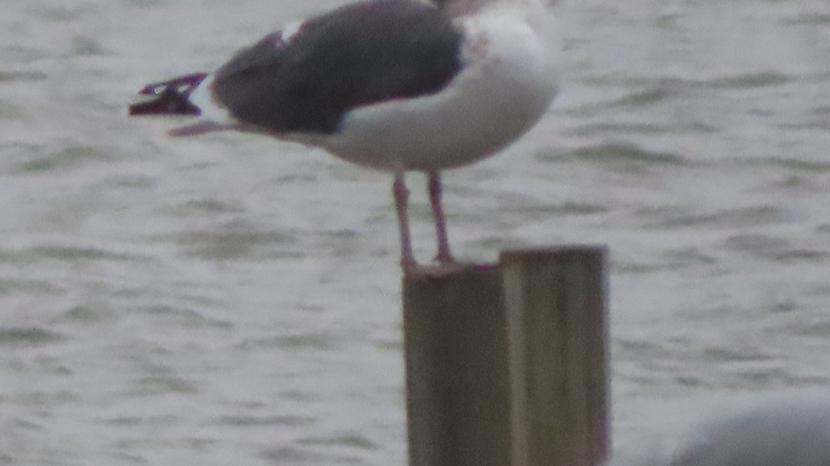 小黑背鷗 - ML645965604