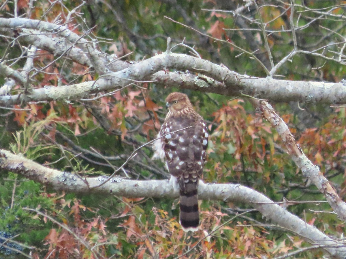 Cooper's Hawk - ML645965615