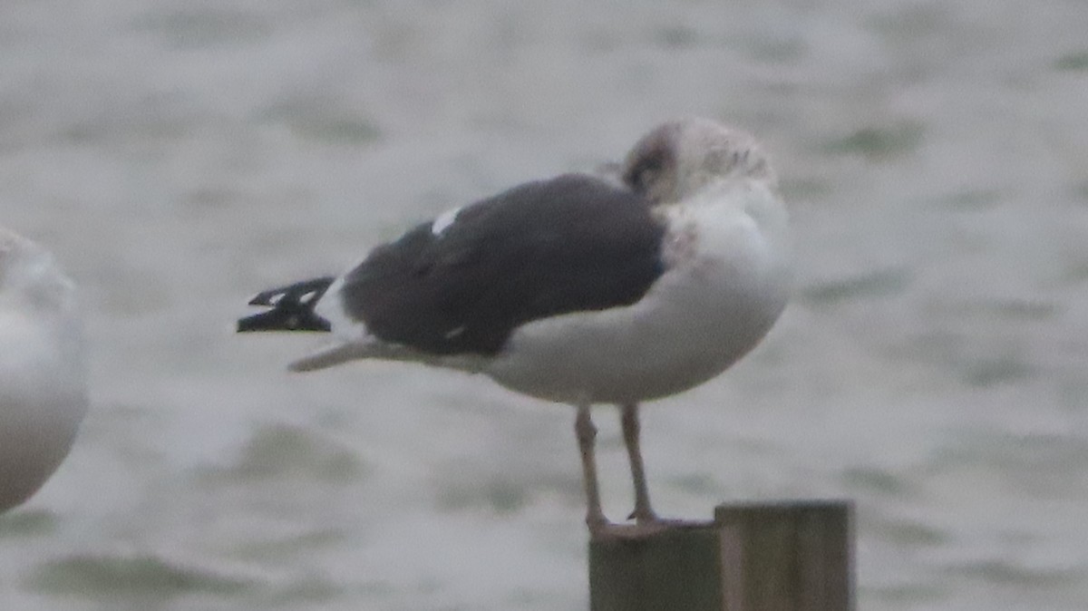 小黑背鷗 - ML645965617