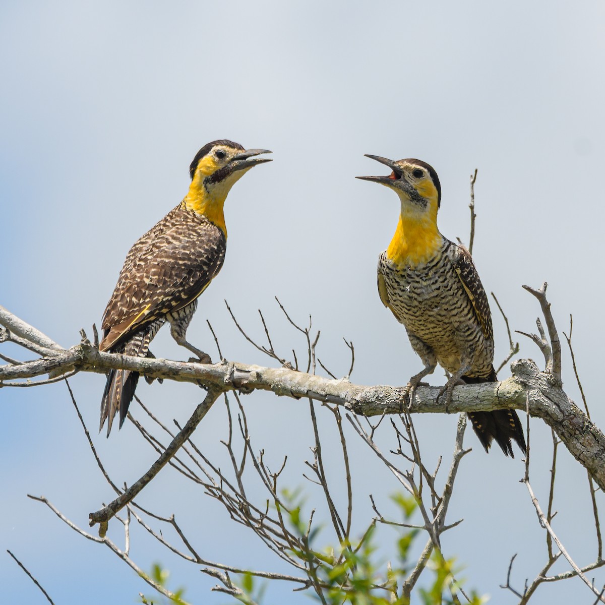 Campo Flicker - ML645965620