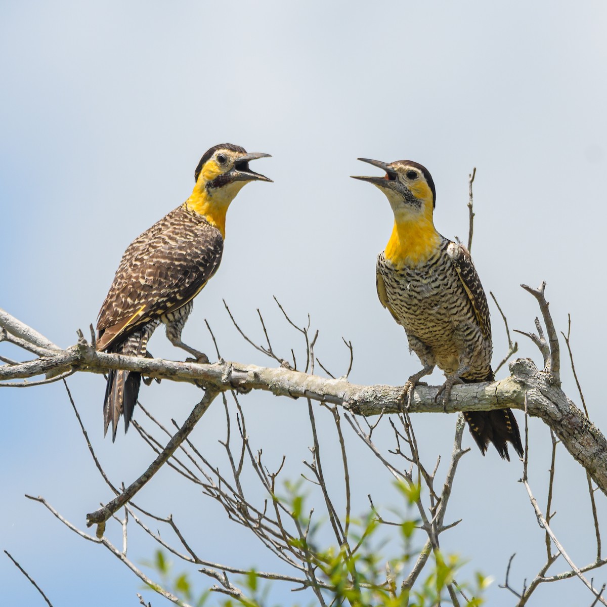 Campo Flicker - ML645965621