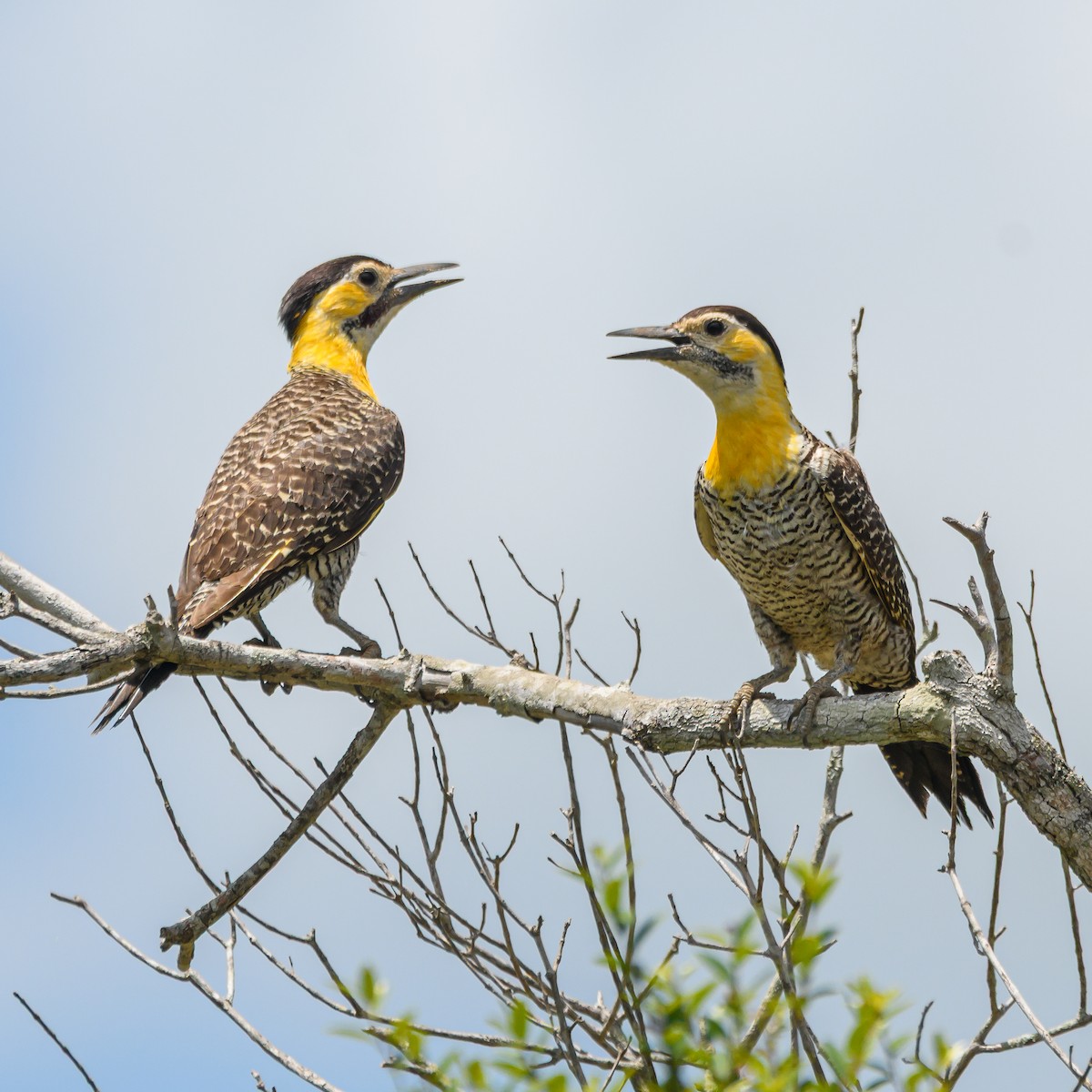 Campo Flicker - ML645965622